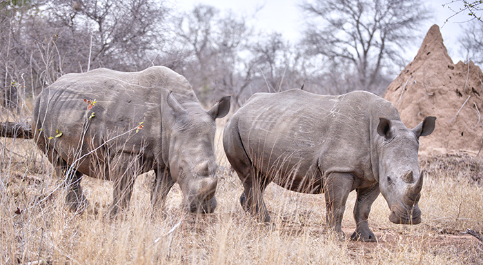 Two rhinos